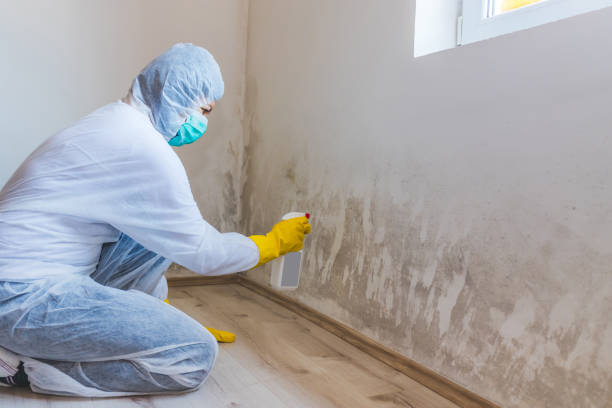 Black mold inspection in Bloomingdale