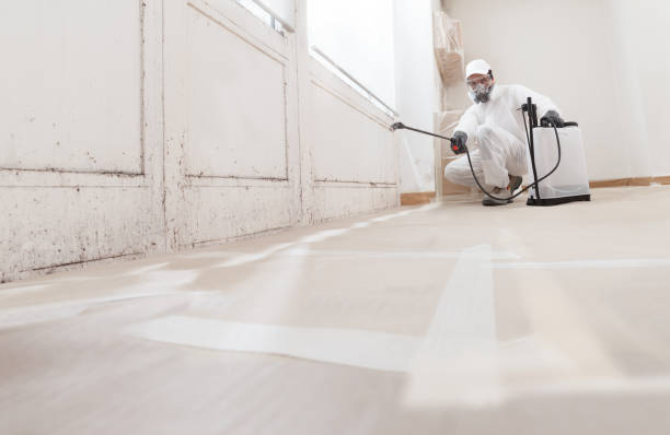 Black mold remediation team in Bloomingdale
